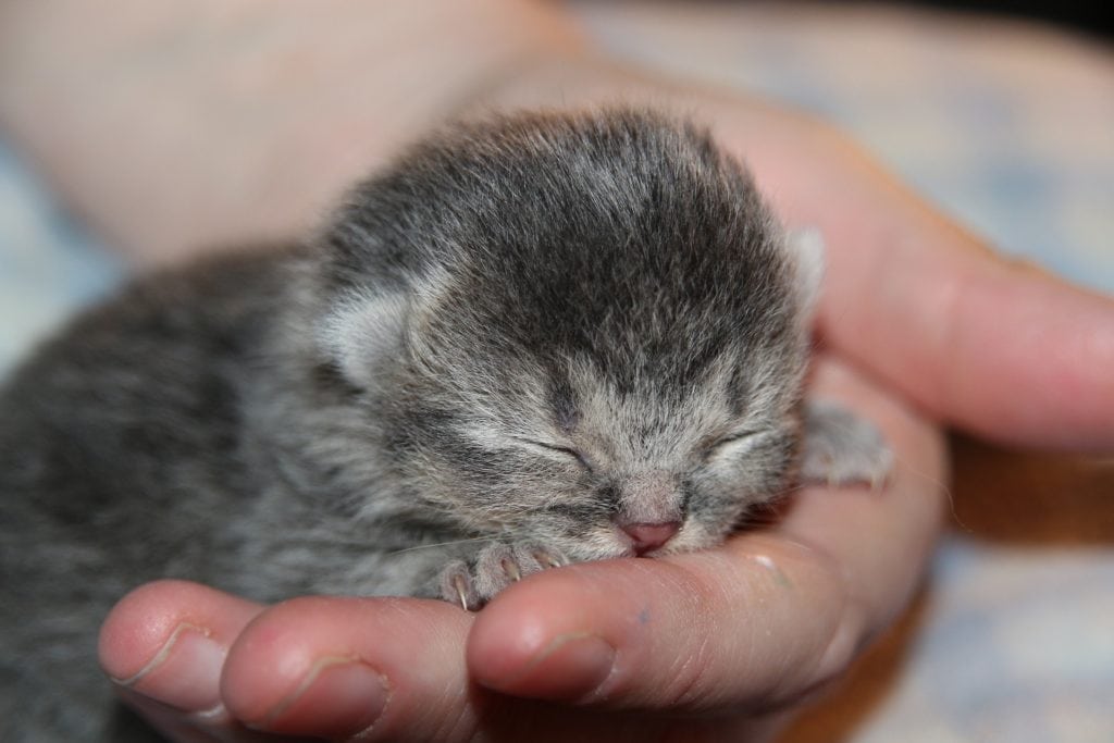 Raising best sale orphaned kittens