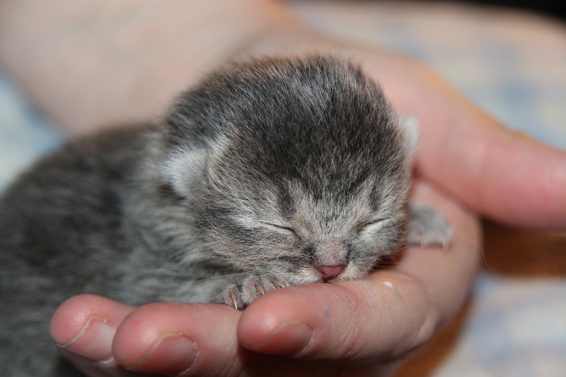 A closeup of a newborn kitten resting in the palm of a hand.