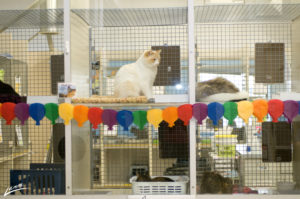 A plump white cat sits upright in an old-fashioned wire-and-plastic bank of kennels in CAT's adoption room circa 2008.