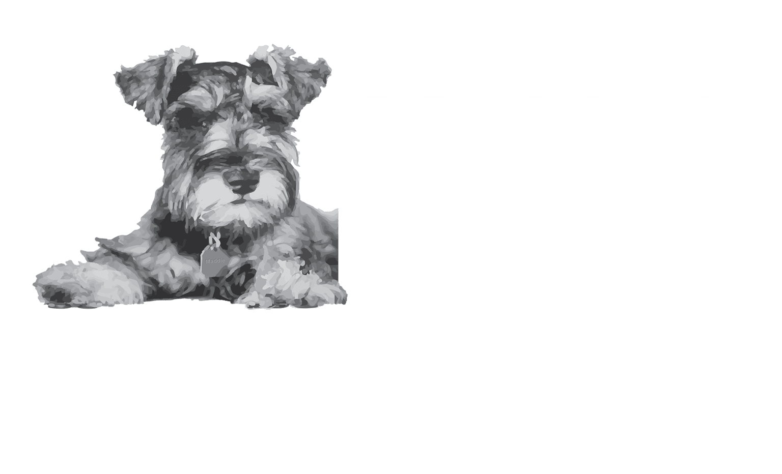 how-much-does-it-cost-to-adopt-a-cat-cat-adoption-fee