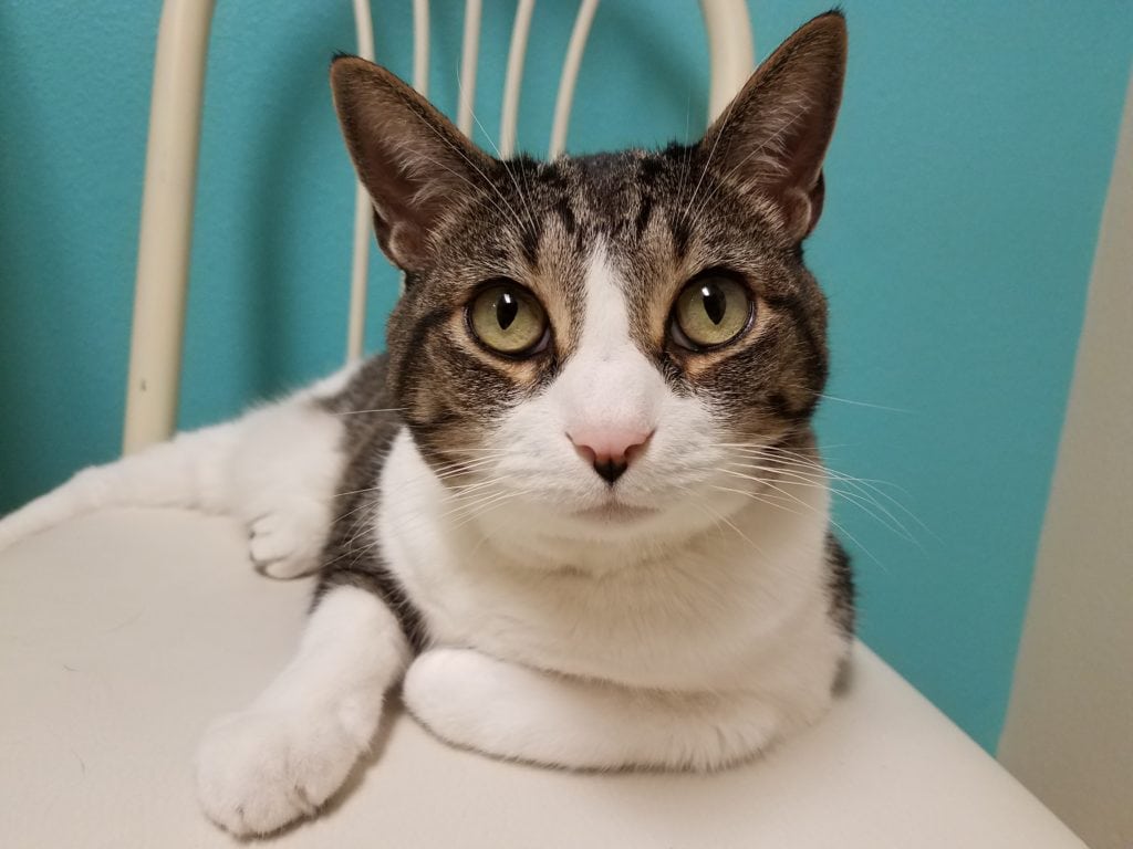 A wide-eyed senior cat sits on a white chair in an adoption room at CAT.