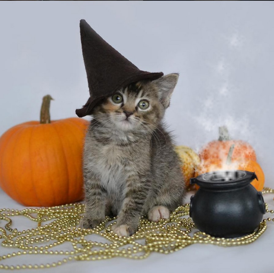 Halloween Costumes and Your Cats Cat Adoption Team