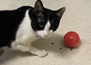 Tuxedo cat using a ball-type puzzle feeder
