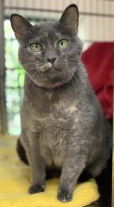 A grat cat stand upright inside his kennel, looking at the camera.