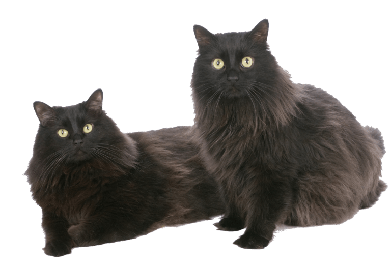 Two black cats