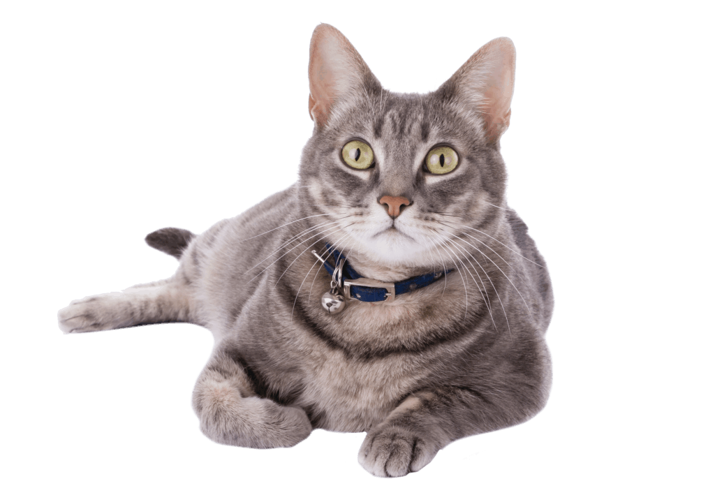 How Much Does It Cost To Adopt a Cat Cat Adoption Fee