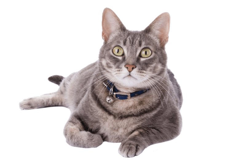 Special Needs Cats: Needing Rescued Or Adopted