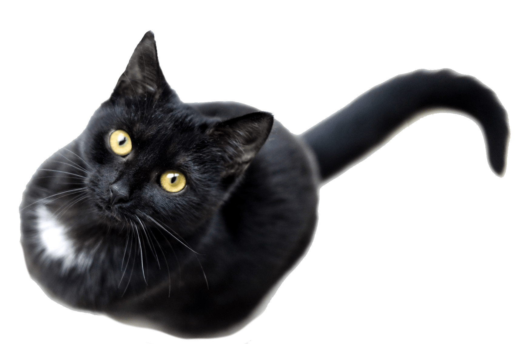 how-to-adopt-a-cat-in-portland-cats-for-adoption