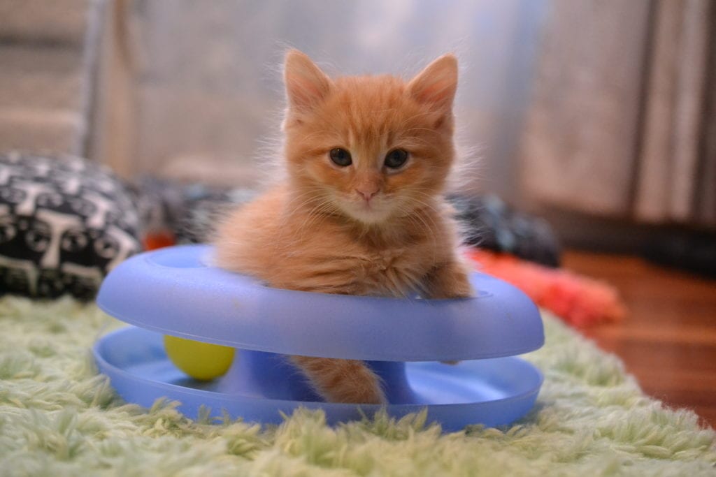 A fluffy orange kitten sits in a circular cat toy on the floor of their foster home.