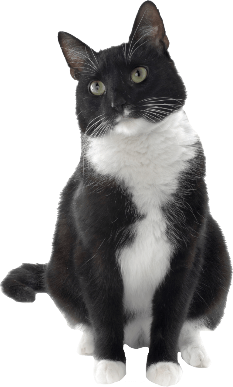 Cat Rehoming | Cat Rehoming Through Shelter