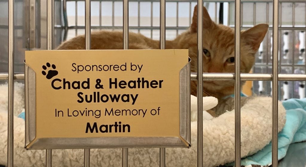 gold tribute plaque hangs on the front of a cat kennel