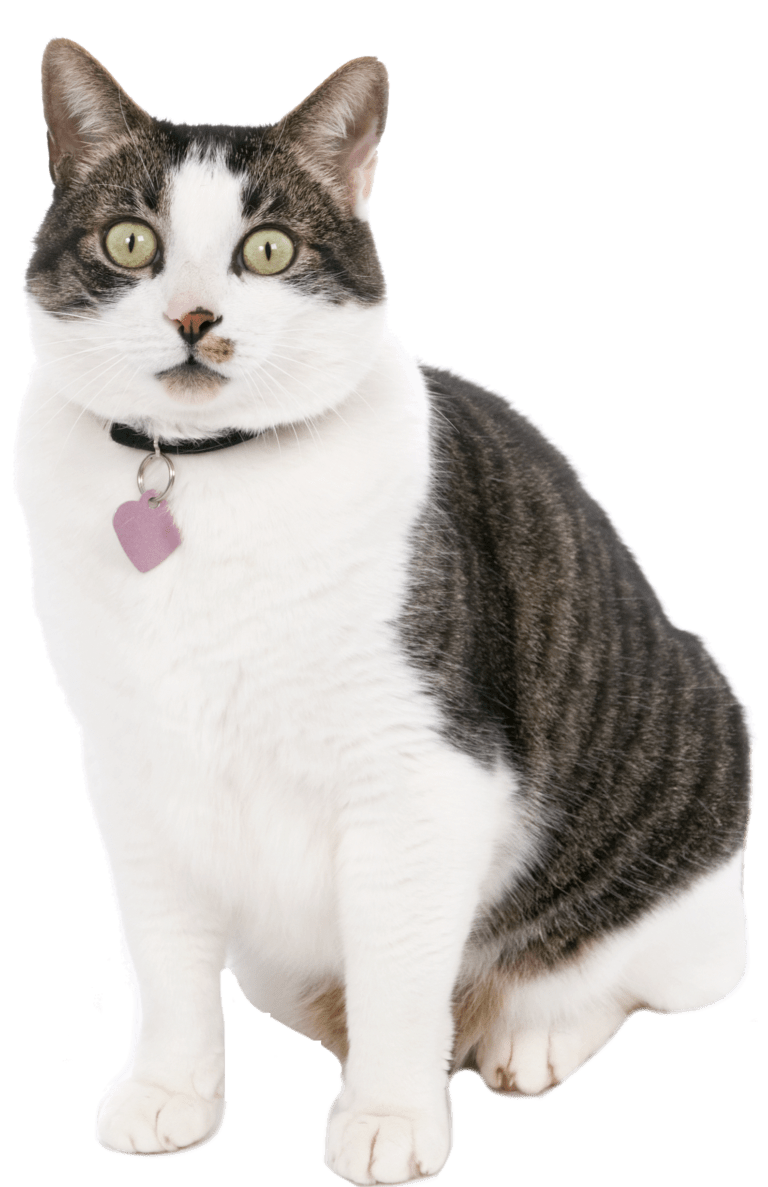Wearing a black collar with pink ID tag, a tabby cat with white chest and paws sits confidently on their haunches.