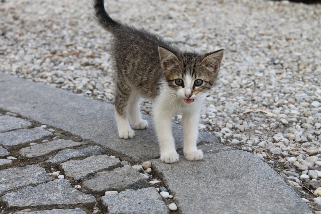 A kitten stands alone on stone walkway with his mouth open in a "meow".