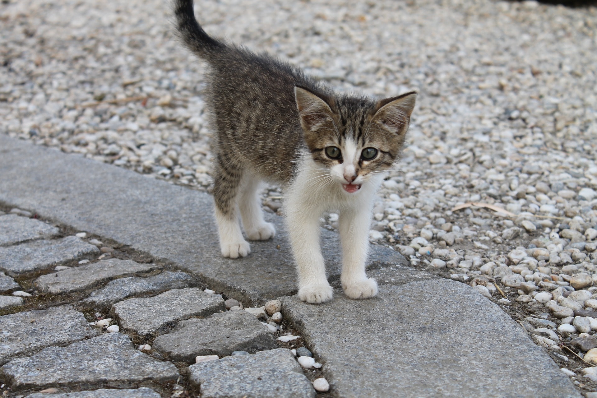 Kitten dyed pink in Oregon will be up for adoption at animal shelter