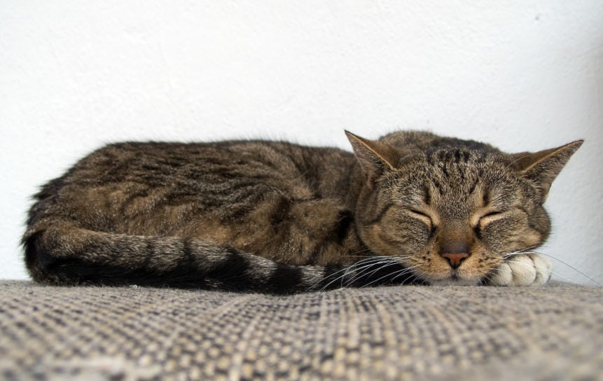 A sleeping tabby cat lays their head on their paws as their striped tail curls around their body.
