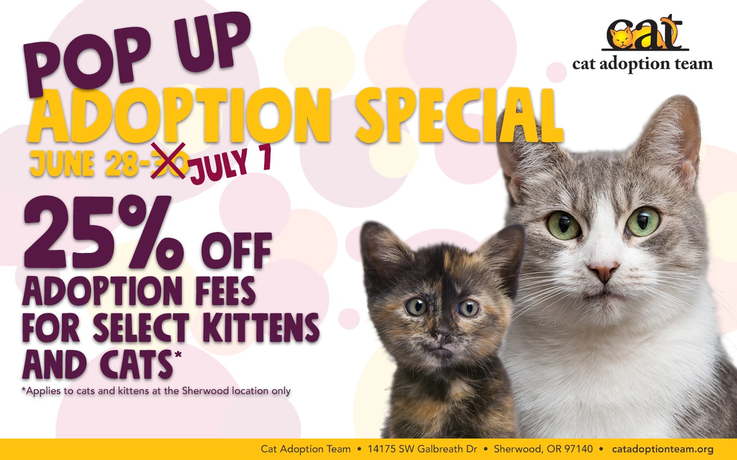 Mega kitten adoption event set for June 24 at Cat Adoption Team