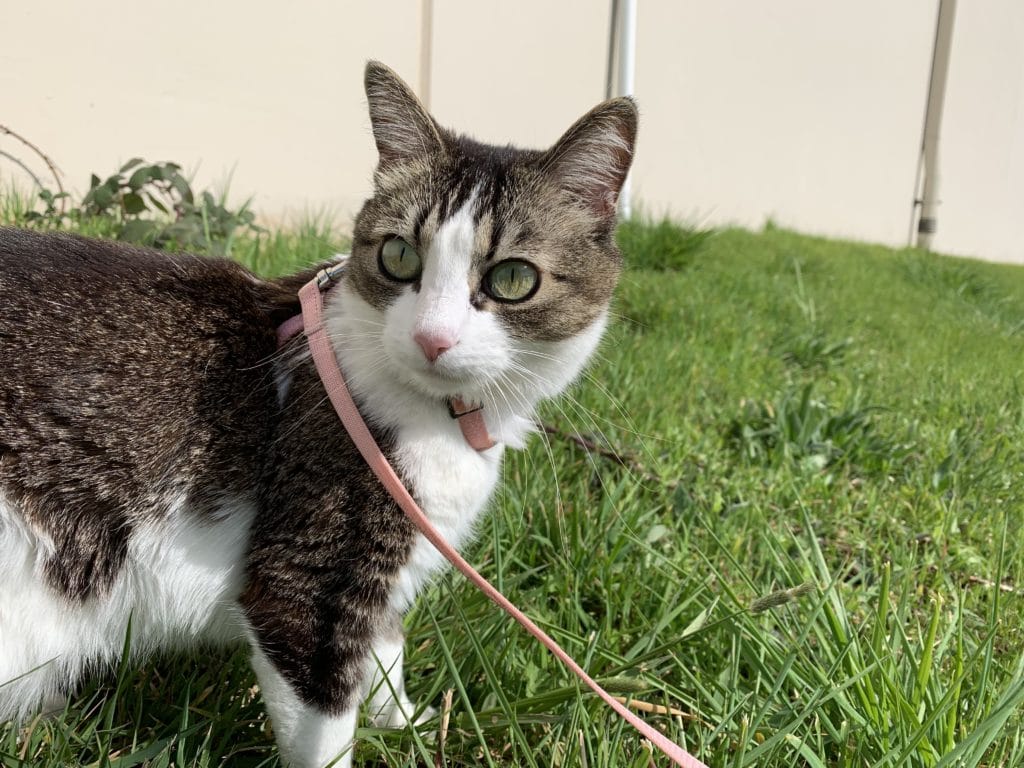 A pretty tabby-and-white cat in a pink leash and harness stands in the grass during her walk outside.