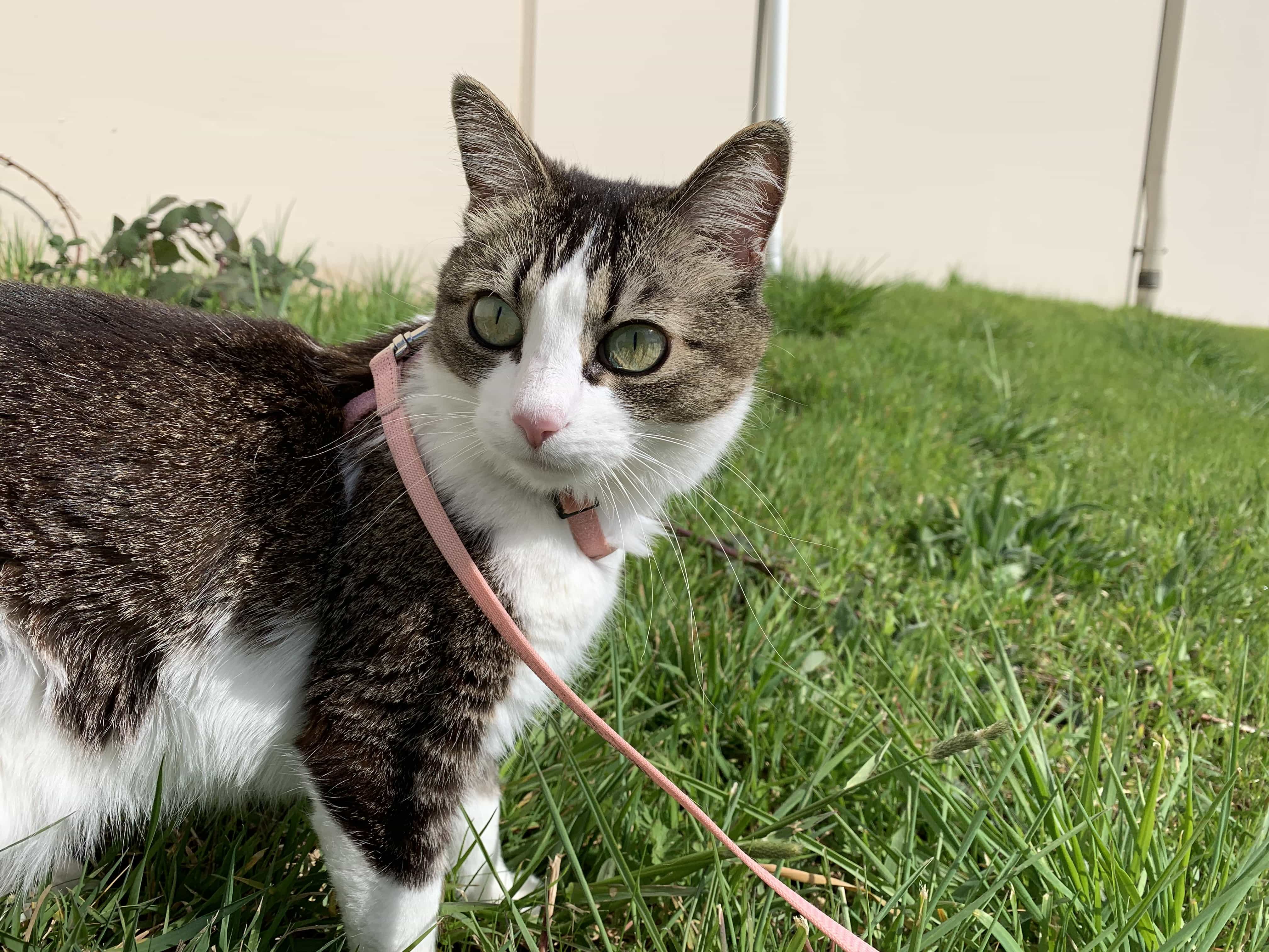 Cat Enrichment  Best Friends Animal Society