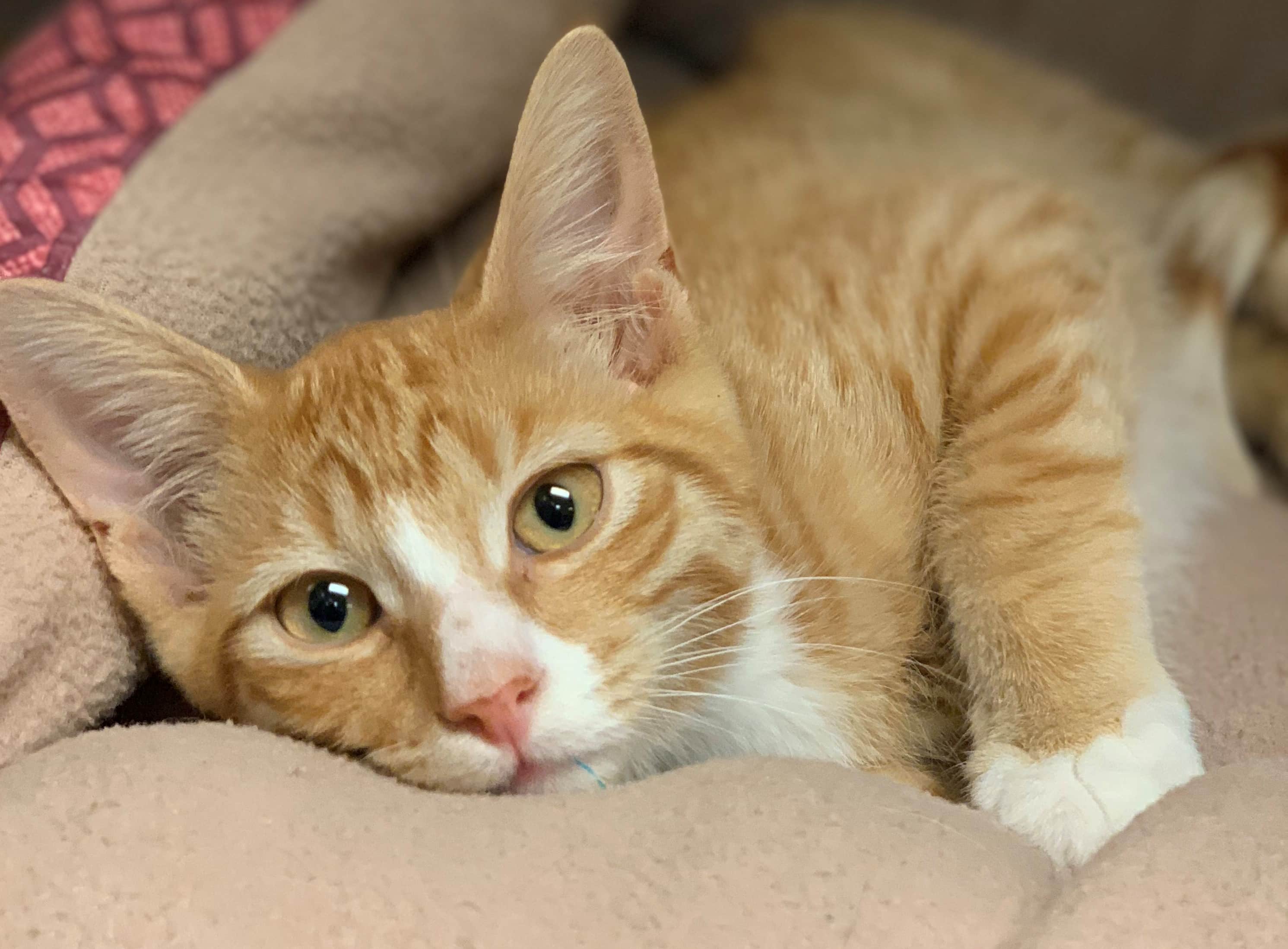 An orange cat snuggles into a tan cat bed, grateful to be safe.