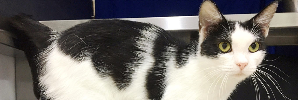 A black and white cat stands in their kennel at Cat Adoption Team.