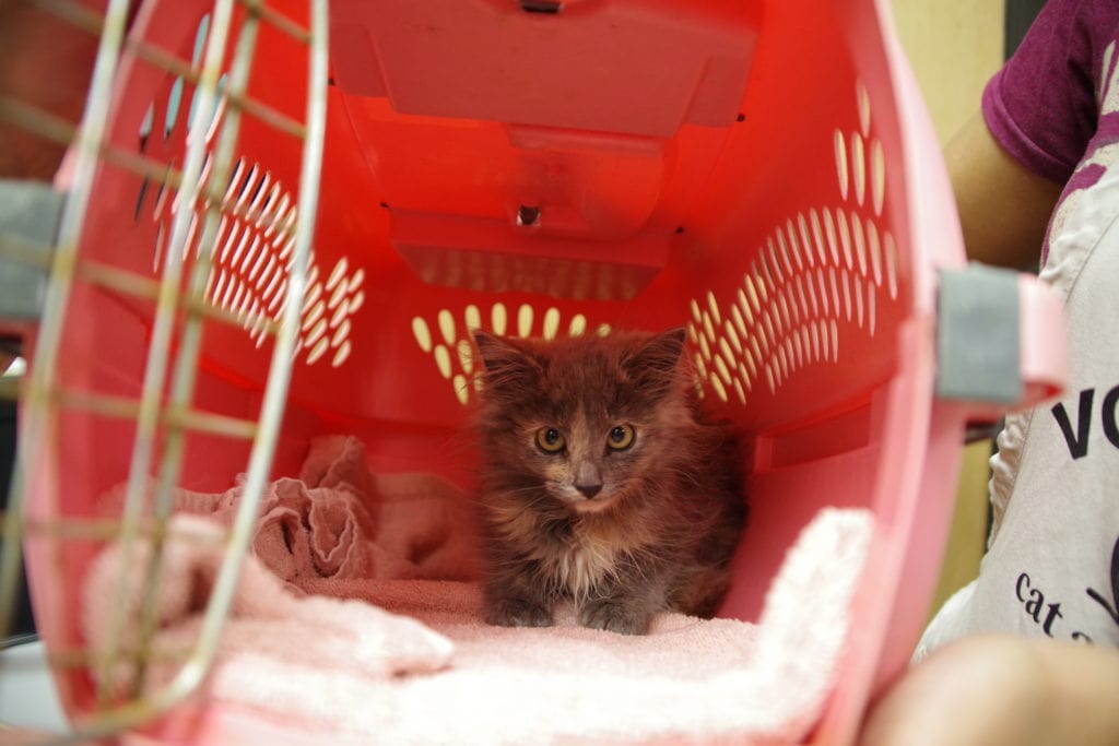 A tiny, floofy kitten hunkers down on a towel in the back of pink plastic cat carrier.