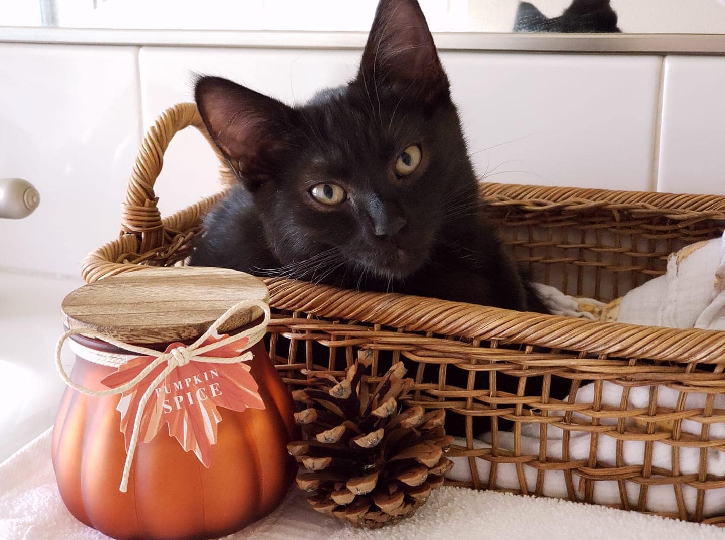 A black kitten gets in the fall mood by sitting in a wicker basket next to a pumpkin spice candle and a pine cone.............