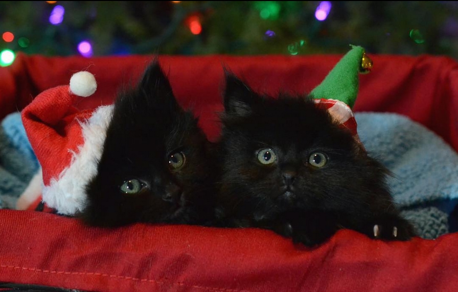 Christmas lights glisten behind two furry black kittens who are cozied up in a red felt cat bed. One kitten dons a red Santa hat, while the other wears a green elf's cap.