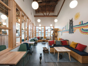 An interior shot of Purrington's Cat Lounge shows colorful seating, lots of windows, and of course, a few cats in the room.