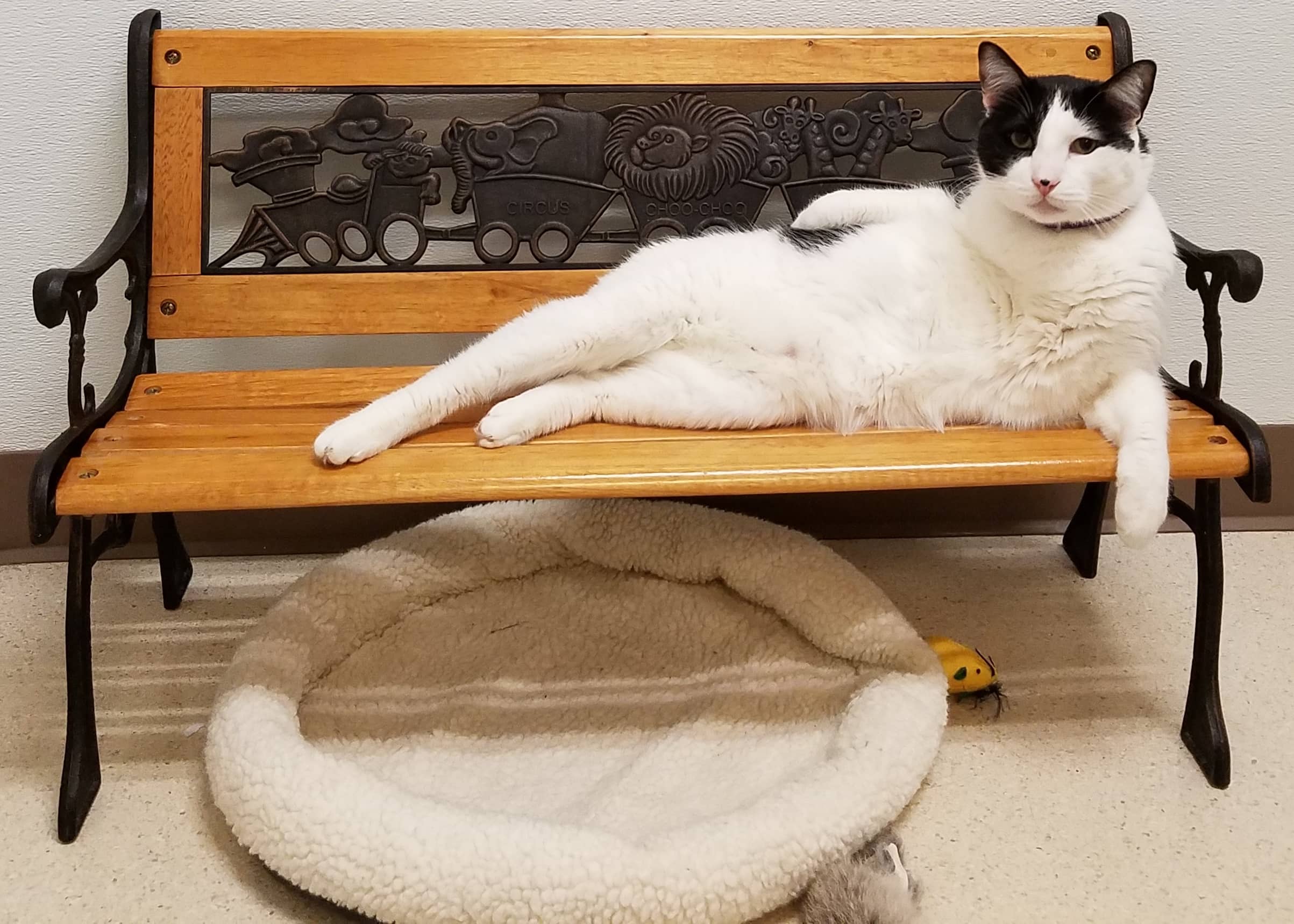 A cat named Oswald lounges suggestively on a child-sized park bench.