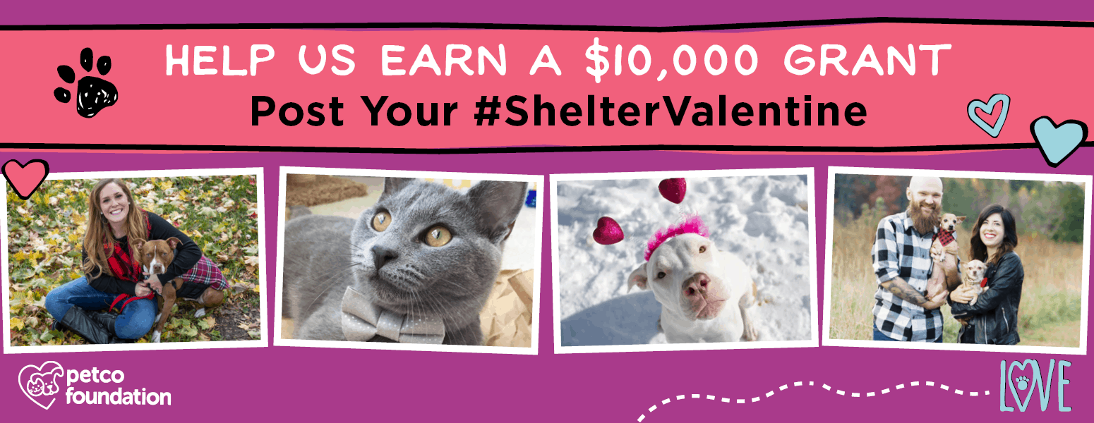 Below the text Help Us Earn a $10,000 Grant, Post Your #ShelterValentine are four images of pets. From left, a woman sits ouside in the leaves with a dog, a gray cat wearing a gray bowtie, a white pittie in the snow, and two people stand outside each holding a chihuahua.