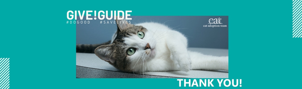 Banner features a cat laying on a tabletop and looking lightly next to the Give!Guide logo and the words Thank You!