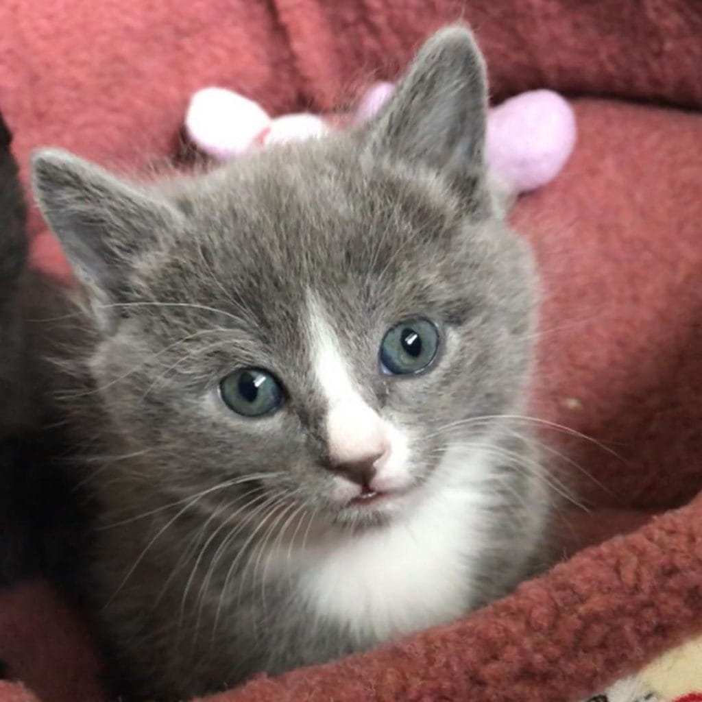 Gray cats hot sale for adoption