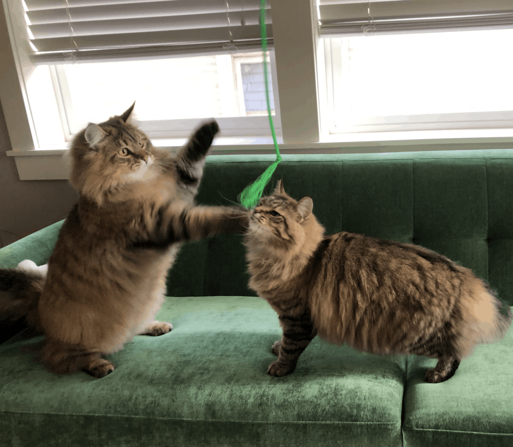 Two chonky tabby cats on a dark green sofa playing with a Bamboozler string-style wand toy.