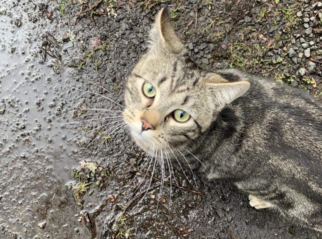 A tabby cat with ears pulled back is standing on wet ground and looking up toward the camera.