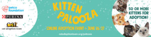 Kitten Palooza Online Adoption Event banner features confetti and, on the left logos from CAT, Petco Foundation, and Purina. On the right side are four images of kittens in a white circle.