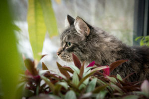 A green-eyed tabby cat surrounded by plants looks out a window.