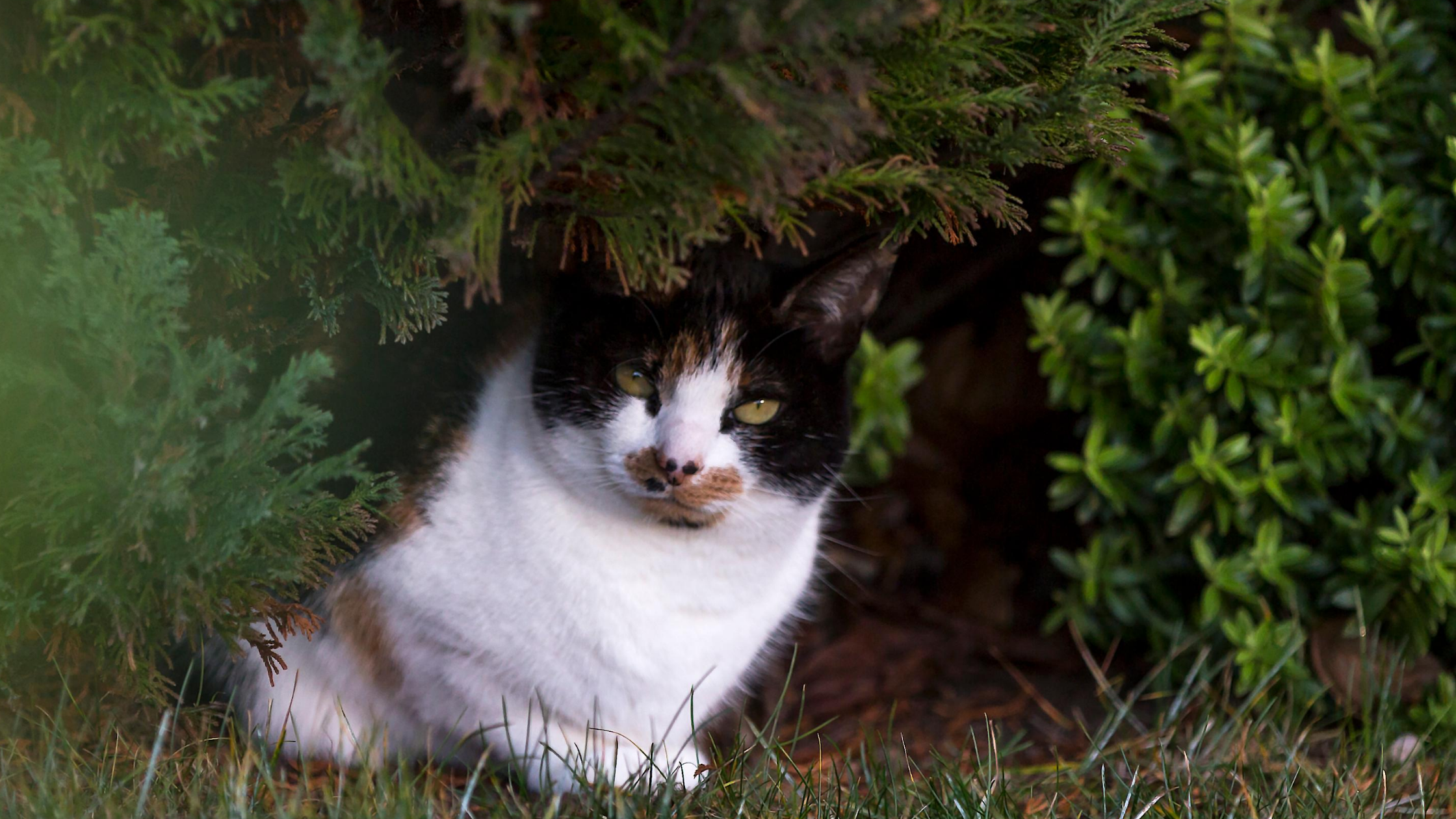 A calico cat hides out under the cover of an evergreen.