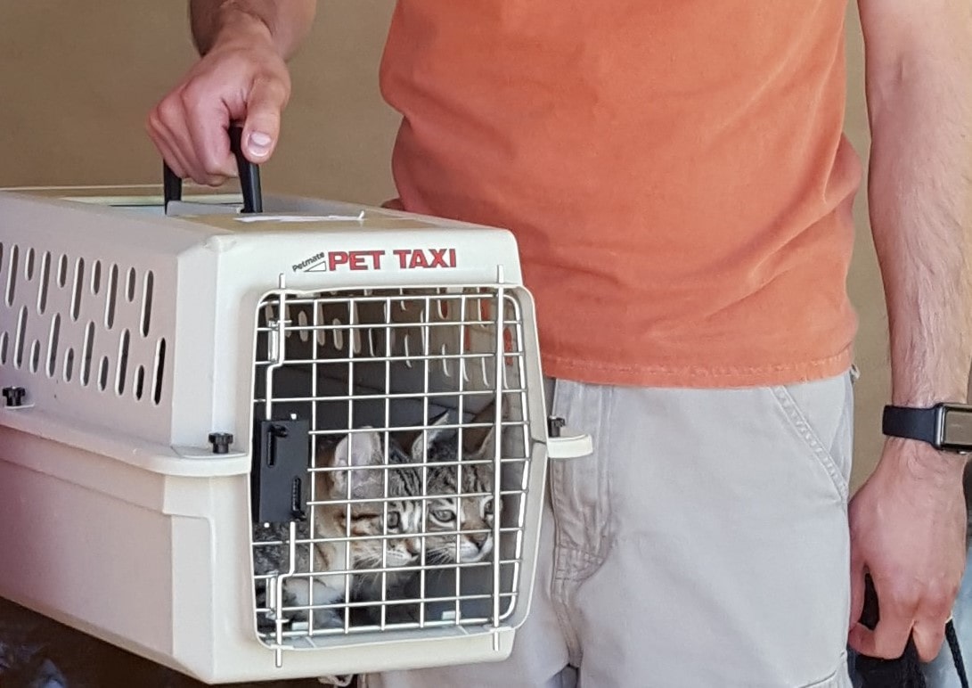 A person holds a beige pet carrier with two tabby kittens sitting inside it.