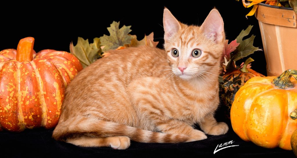 An orange kitten poses among pumpkins and fall leaves.