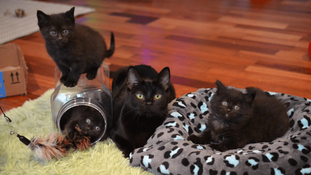 An all-black mother cat and her three look-alike kittens pose on cozy blankets and rugs in their foster home.