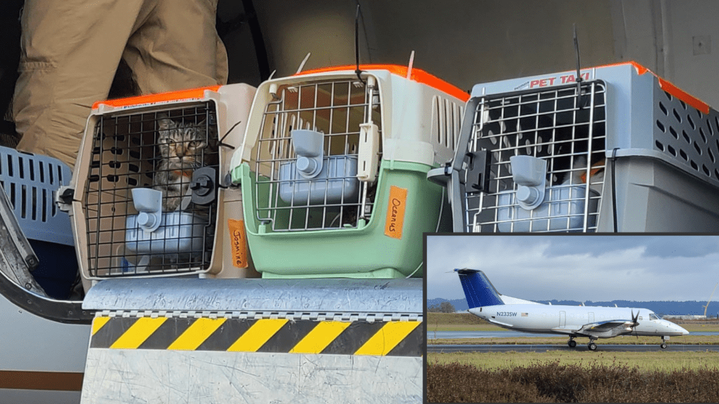 The interior of a cargo plane holds multiple cats in cat carriers. An inset image of the airplane on the runway can be found in the bottom right corner.