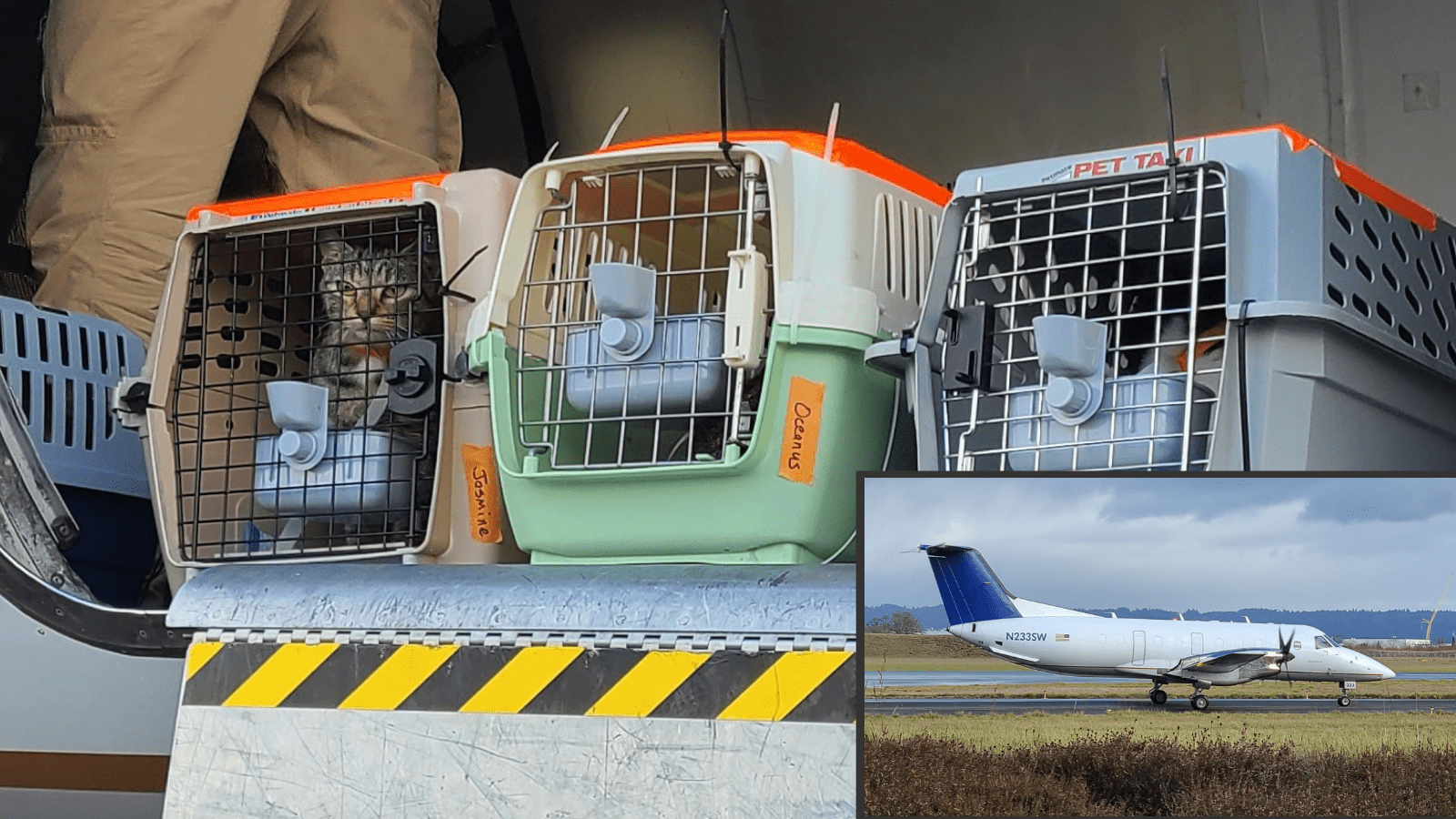 Cats from New Mexico arrive in Oregon by plane