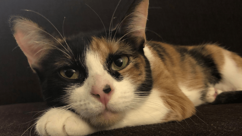 calico cat named Lily llooks at the camera
