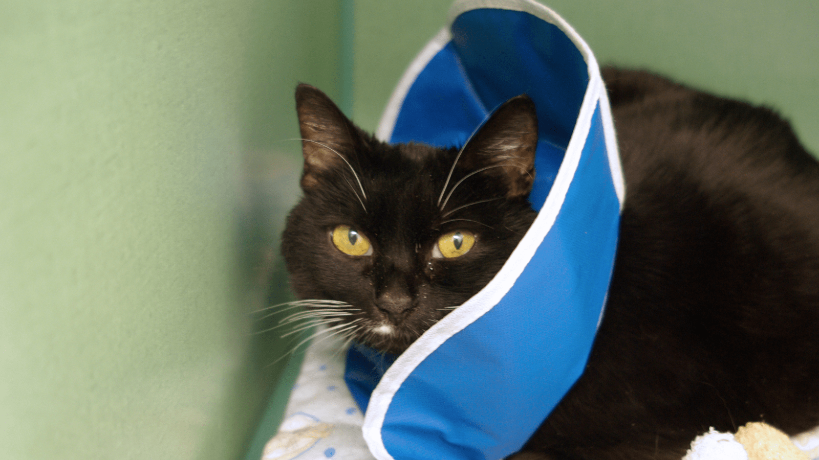 cat wearing a cloth surgical collar