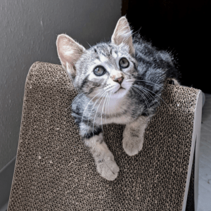A grey tabby kitten lounges over the top of a triangular scratching post made from cardboard.