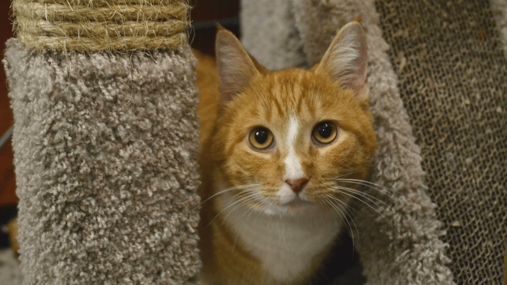 An orange tabby peers directly at the camera from between two cat scratching posts.