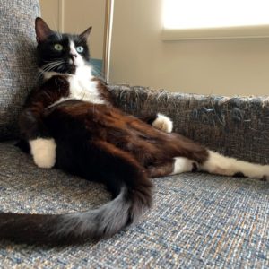 A tuxedo cat lounges on their back next to the shredded arm of a couch covered in textured fabric.