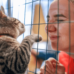 A tabby cat and smiling person greet each other inside a PetSmart store.