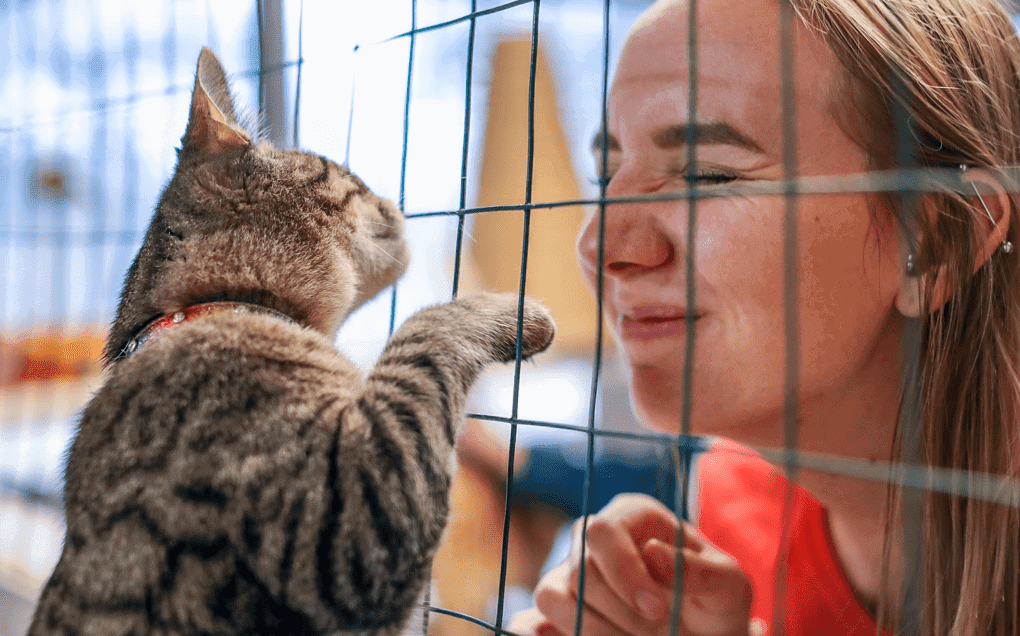 A tabby cat and smiling person greet each other inside a PetSmart store.