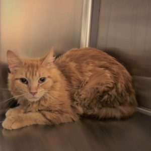 A fluffy orange cat nervously crouches in a stainless steel kennel